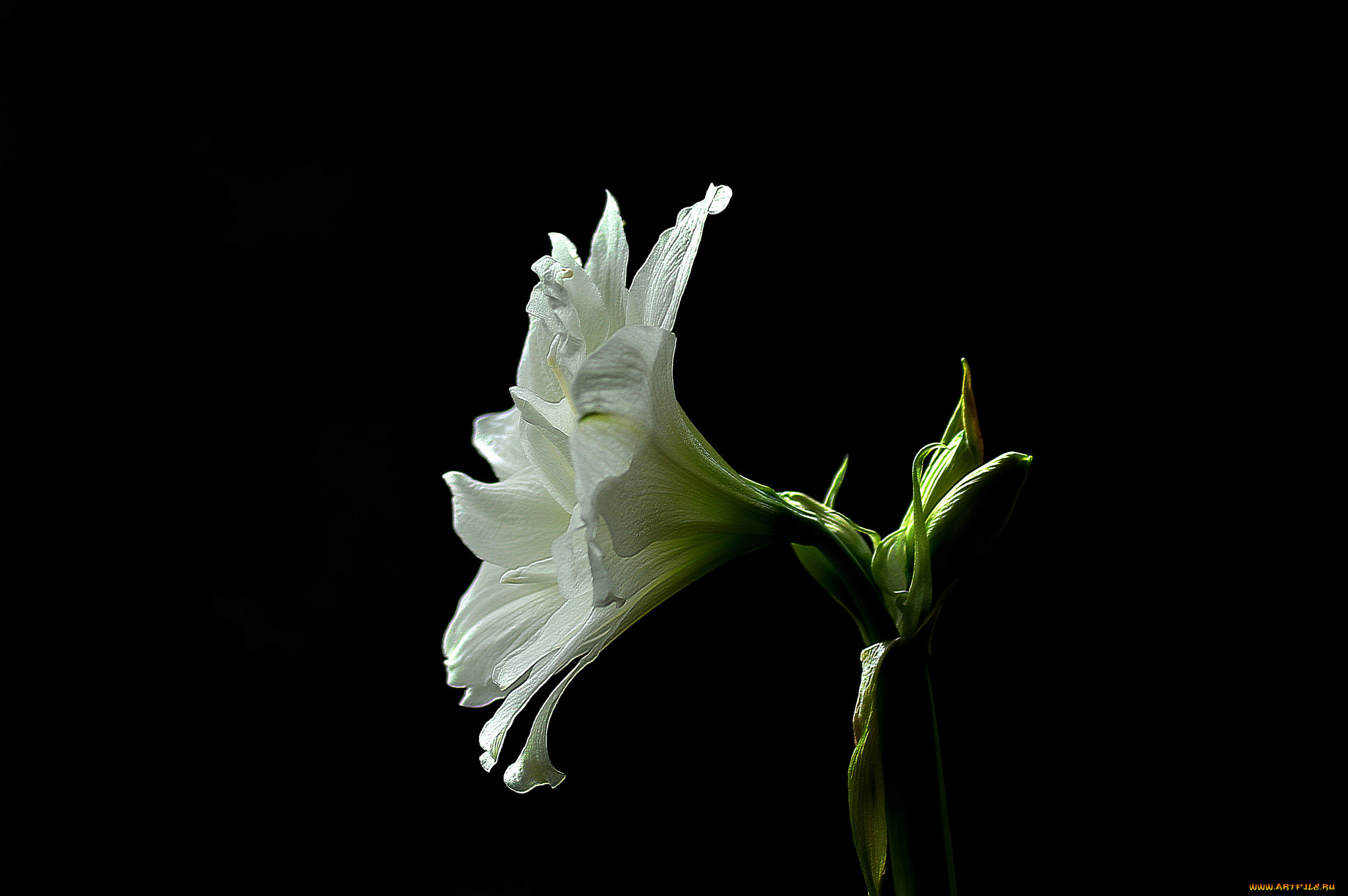 amaryllis, , ,  , 